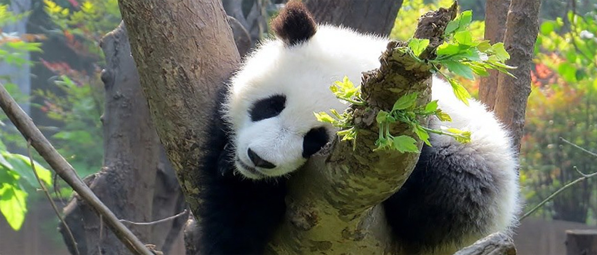 best China tour company for families with children